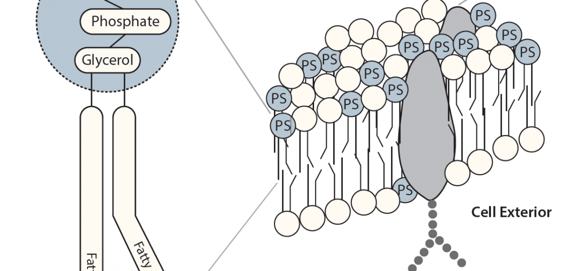 Phosphatidylserine Composition