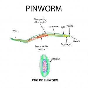 Adult Pinworm and Egg