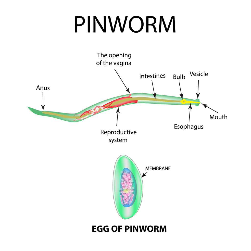 Hány pinworms él az emberi testben