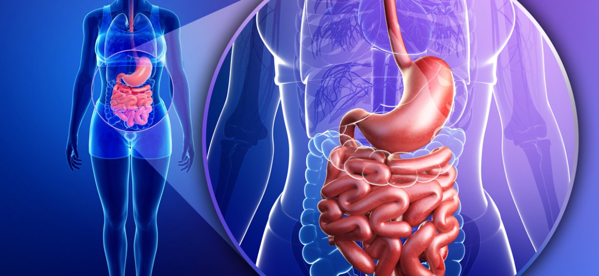 Small intestine anatomy of female