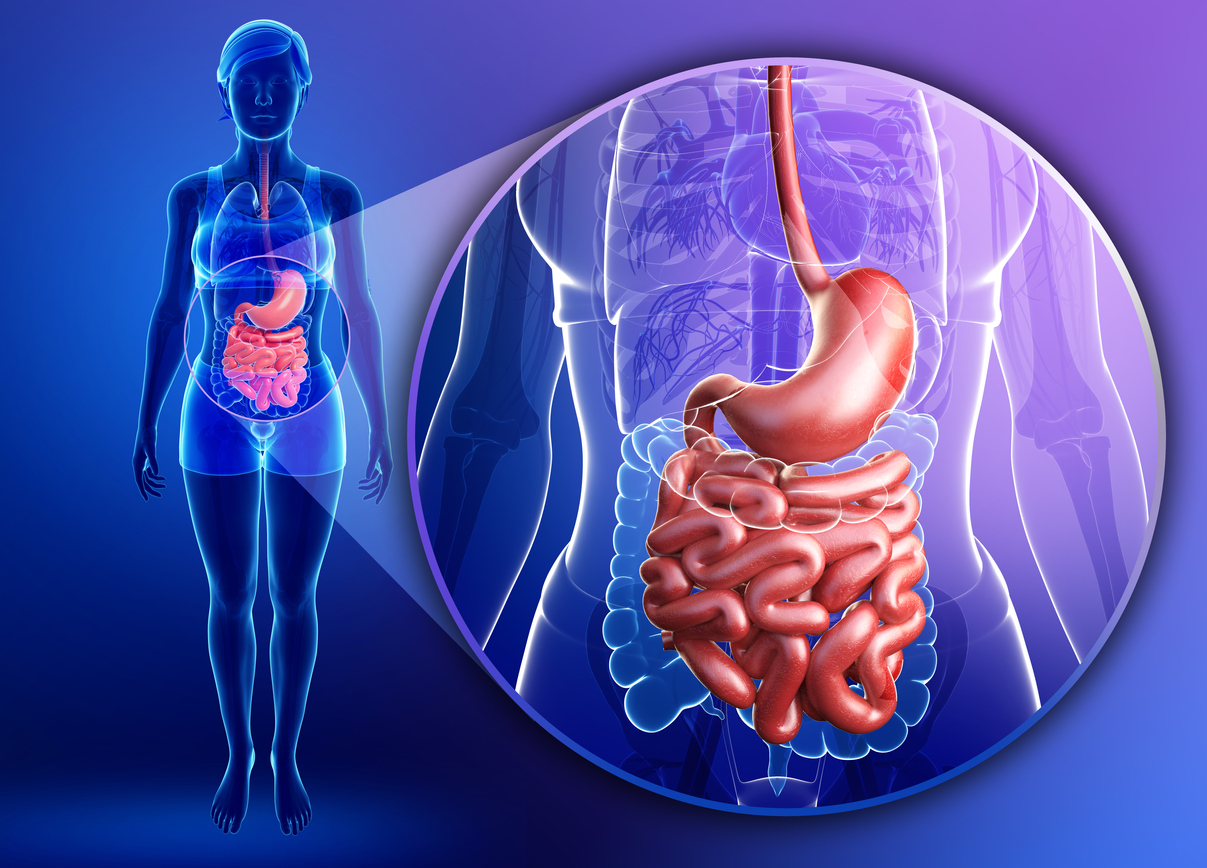 Small intestine anatomy of female