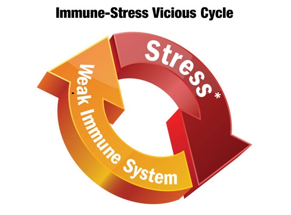 Stress-and-Immune-System