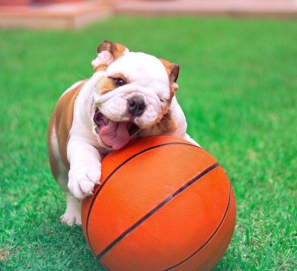English Bulldog puppy playing with his ball in the garden.