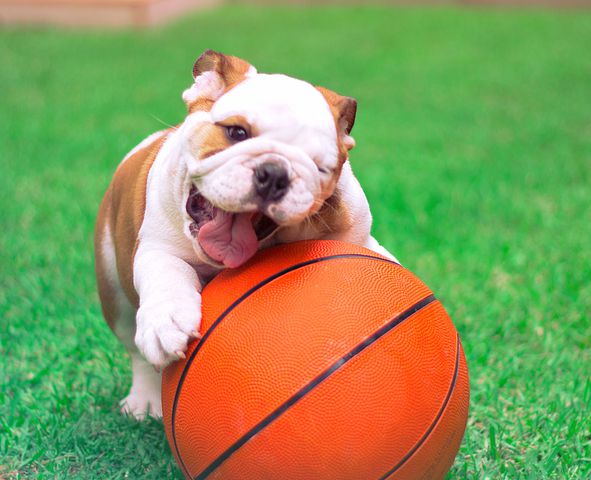 English Bulldog puppy playing with his ball in the garden.