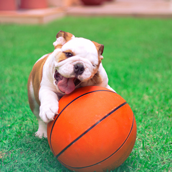 English Bulldog puppy playing with his ball in the garden.