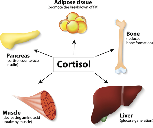 Cortisol - The Stress Hormone - DiagnosTechs, Inc.