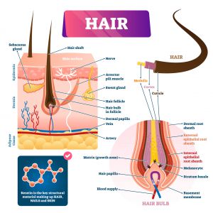 Cortisol Stress Hormonal Imbalances and Hair Loss