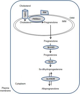 Functional Saliva Hormone Testing for Patients with Chronic Pain Best Progesterone Test Panel Salivary