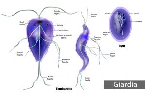 Giardia anaerobic flagellated protozoan parasites of the phylum metamonada. The structure of Giardia lamblia of Cyst and Trophozoite. Giardiasis.