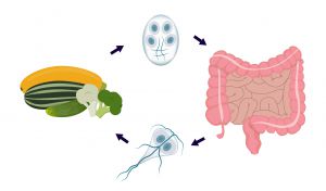 Giardia lifecycle showing contamination through ingestion of raw vegetables, then cyst, trophozoite and finally human intestine where giardia settles