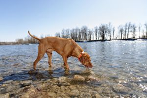 Is it safe for dogs to drink water from river