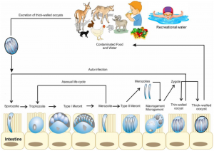 Cryptosporidiosis (Cryptosporidium Infection) - the Life Cycle of a Parasite - Best Test