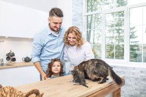 Cats sitting on Kitchen Counter. Toxoplasmosis - Symptoms, Laboratory Testing, Diagnosis & Treatment