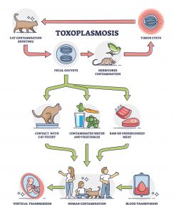 Toxoplasmosis - Symptoms, Laboratory Testing, Diagnosis & Treatment