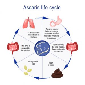 Ascaris lumbricoides (Roundworm) - Overview, Testing & Treatment Ascariasis Best Parasite Test