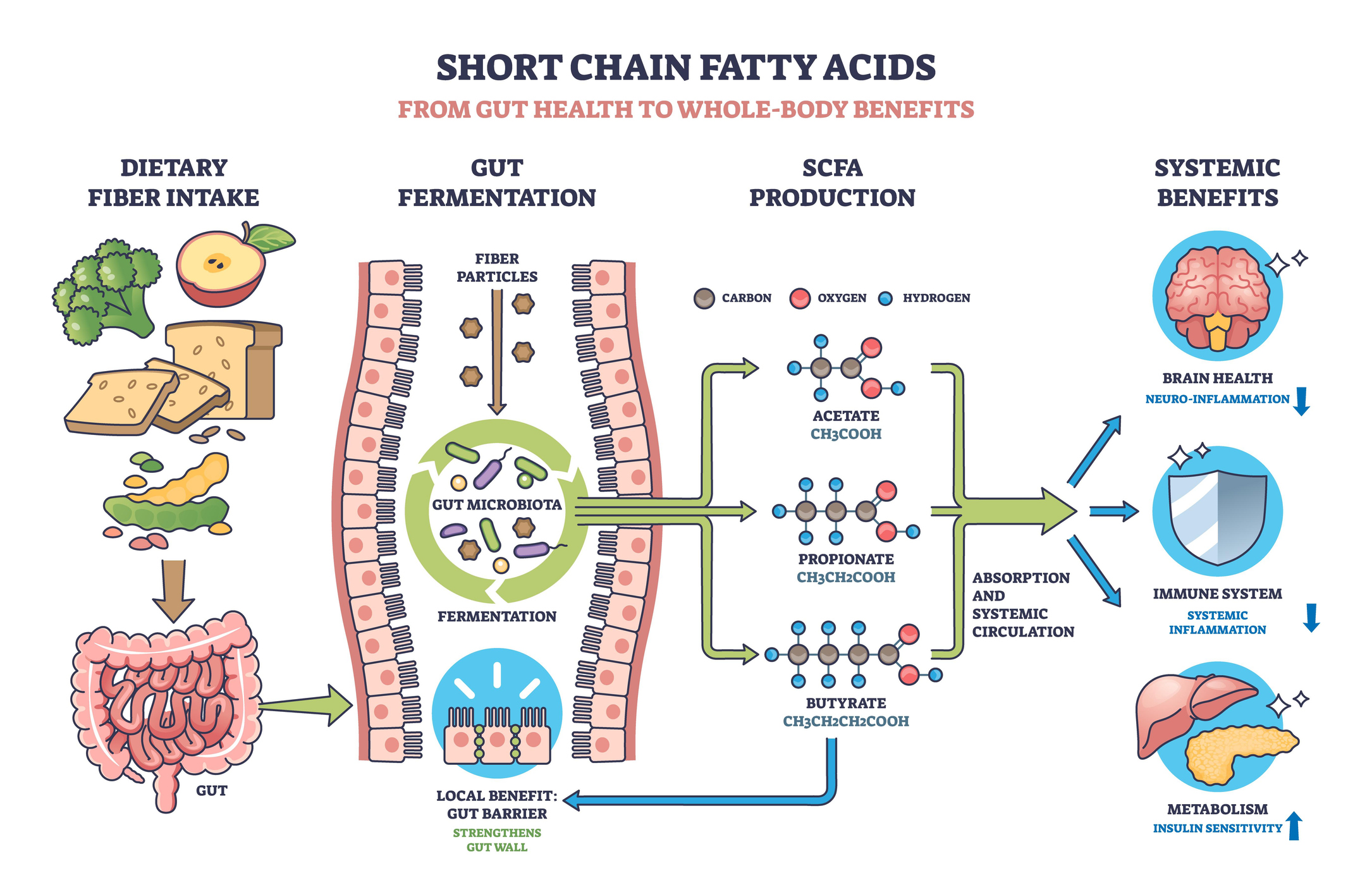 Short chain fatty acids diagram shows gut fermentation, SCFA production, and systemic benefits with gut, bacteria, and molecules. Outline diagram