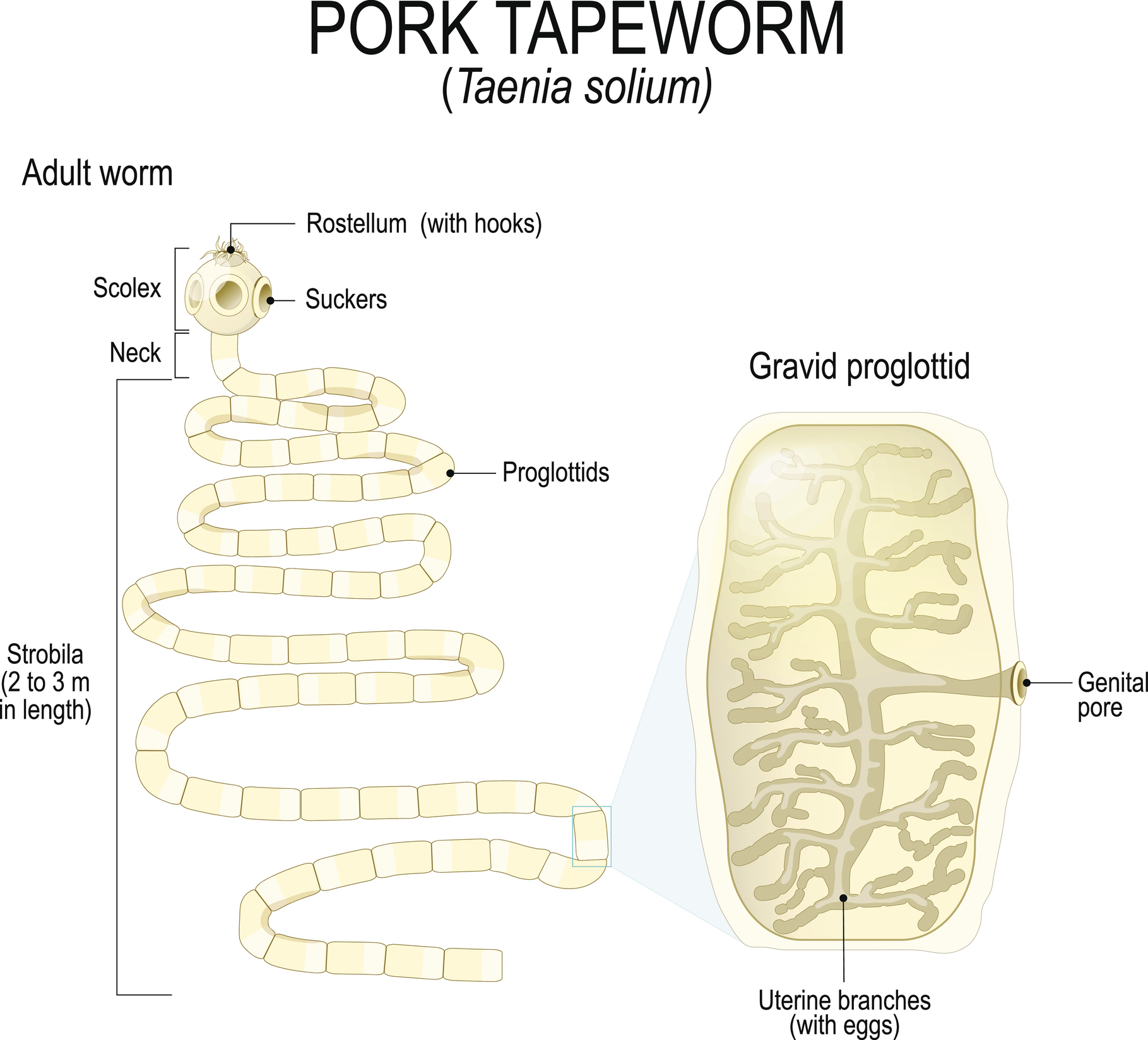 Structure of Taenia Solium Worm and Proglottid