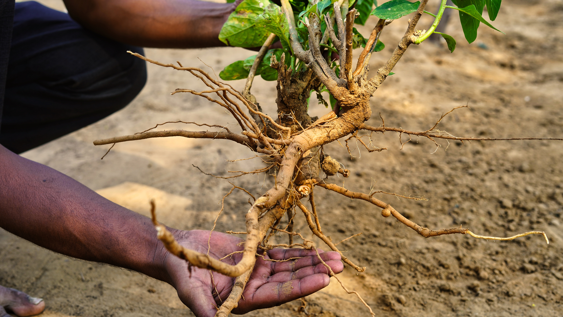 Ergogenic Aid Ashwagandha (Withania somnifera) root for Athletic Physical Performance Workout