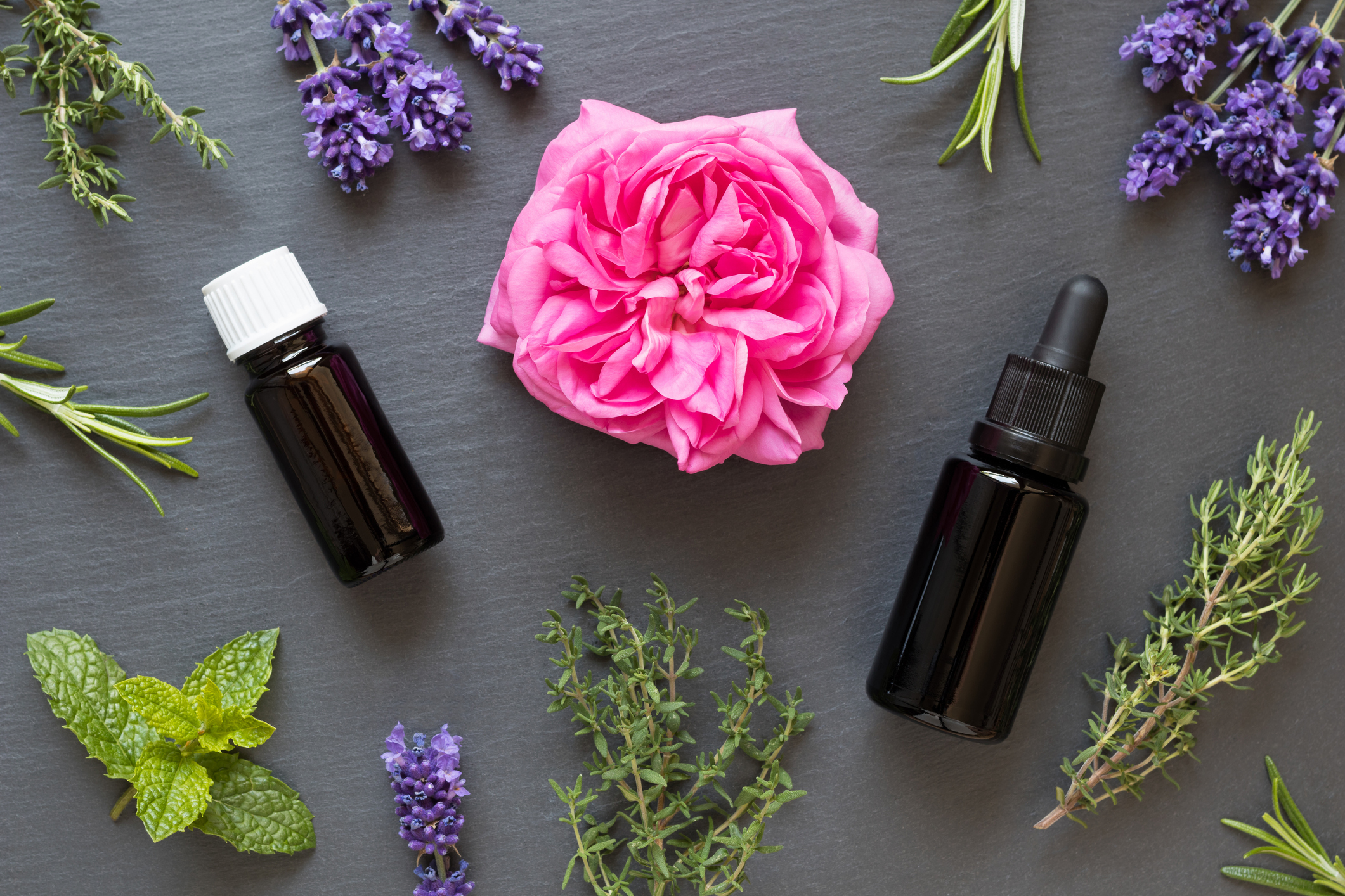 Natural Antifungal Herbs for Candida Overgrowth (Candidiasis) Treatment Lavender Rose Cinnamon Mint